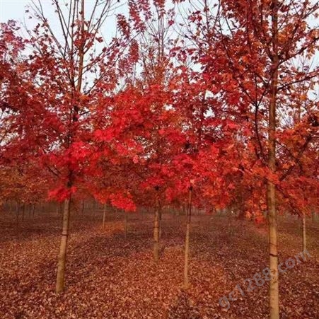 大型美国红枫基地 美国红枫出售 苗圃批发直销彩色观叶植物