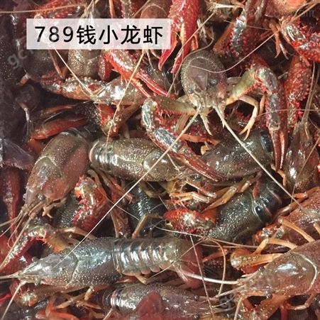 潜江鲜活小龙虾234规格小红虾可做虾尾死虾包赔全国可售