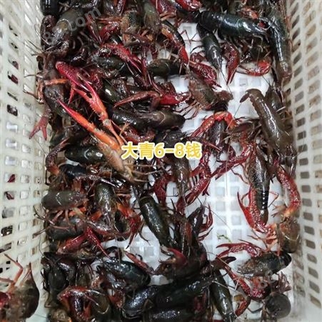 3月6号大青小龙虾/大红中红小龙虾规格一览 大青缺货中 大红还有货源可以接单