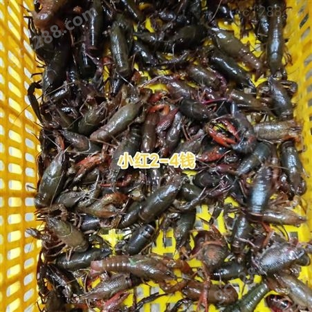 3月6号各种小青小龙虾/小红小龙虾一览 潜江下雨降温 产地出货不高 老板们加紧预定