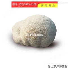 聊城 山东平邑泽海菌业  猴头菇 价格便宜