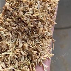 稻壳的作用 吸湿性好农业覆盖使用 投资成本低 早春农产品