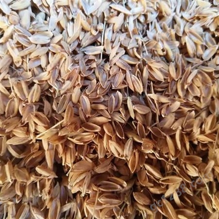 菌类培养基用稻壳 绿化草坪种植用 使用范围广 早春农产品