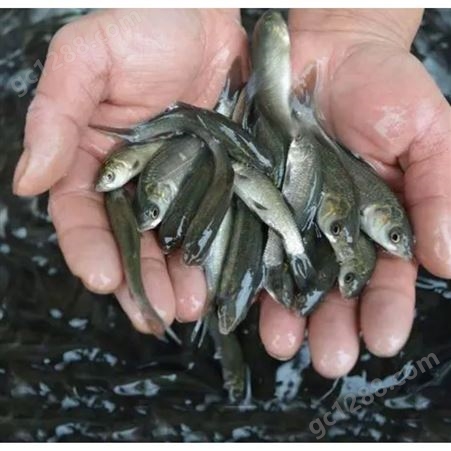 水产养殖苗场直供淡水青鱼苗3-5cm 水库养殖鱼苗及成品鱼