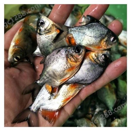 鱼苗养殖 鱼苗批发市场 培育高品质鱼苗 品种齐全