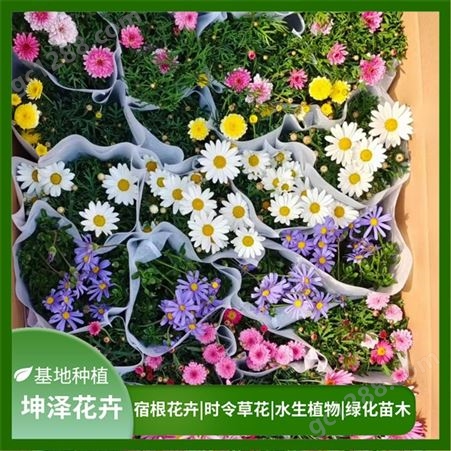 玛格丽特 盆栽观赏花卉 可用于园林公园花坛租摆 花期长 坤泽