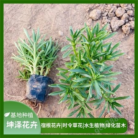 坤泽花卉 出售多年生草本三七景天杯苗 双色盆苗 长势旺盛