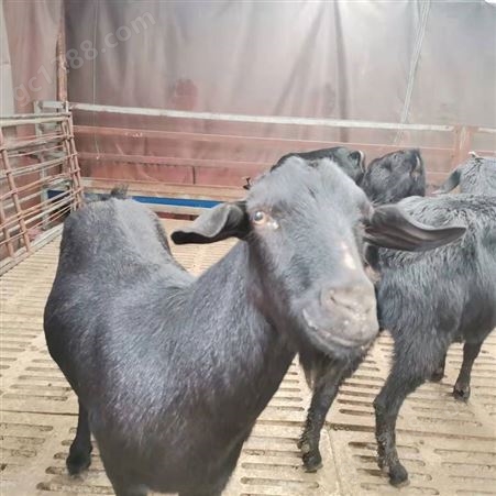 黑山羊活体销售 山区圈养成年山羊 努比亚羊养殖场 隆泰
