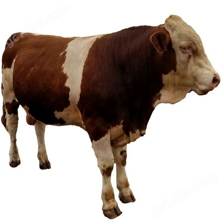 改良西门塔尔牛 养牛场杂交脱温肉牛 500斤 提供养殖技术 隆泰