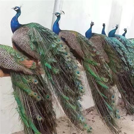 孔雀标本 客厅装饰孔雀摆件 真羽毛 一只送根雕 隆泰