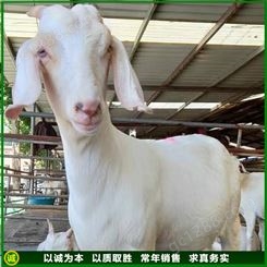 易养殖育肥杂交白山羊种羊 体型均匀 技术指导