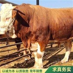 圈养改良育肥成年西门塔尔牛种牛 体躯健壮 饲养简单