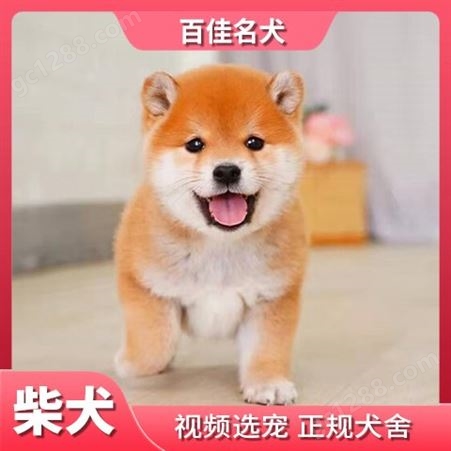 柴犬 豆柴 中型犬 呆萌可爱 微笑犬 适应能力强 抵抗力高