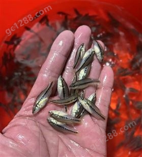 加州鲈鱼苗 鲜活大口黑鲈鱼苗 渔场直供 售后技术指导 可发货