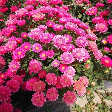 玲珑菊种子 春季播种 鲜花种子 室内阳台花园盆栽易种 翠菊 花籽