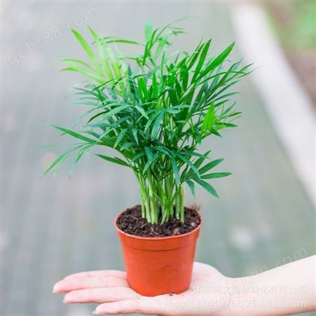 苗圃批发迷你盆栽植物 袖珍椰子 净化空气中的苯和甲醛 不含盆
