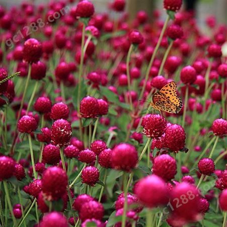 千日红种子千日紫种子花种子四季种火球花花草花卉种子花种籽子