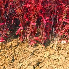 红枫树苗盆栽地栽日本红枫美国红枫小苗中国红四季红庭院绿化植物