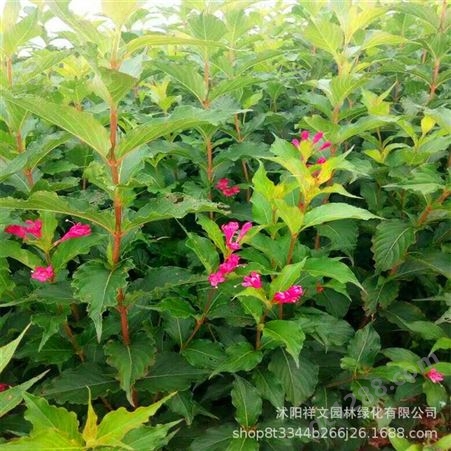 红王子锦带 江苏沭阳产地大量供应优质花卉 公园 绿化工程