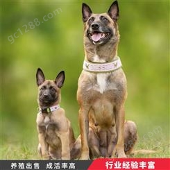 成年马犬养殖 双血统幼犬幼崽 自然立耳 体格健壮