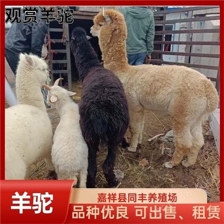 动物园展览羊驼养殖 喂养简单 生存能力比较强