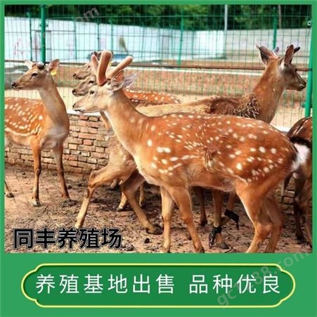 动物园展览梅花鹿养殖 地域分布广 可利用年限长