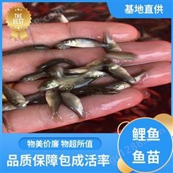 基地直售 淡水养殖 鲤鱼 鱼苗 产量好 包品质 生长迅速