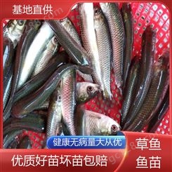水库鱼塘养殖专用 鱼产业基地专用 重 庆 首友 淡水养殖草鱼苗