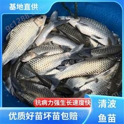 批发清波鱼价 格 存活率高 淡水养鱼基地 批发价优