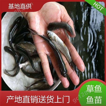 水库鱼塘养殖专用 鱼产业基地专用 重 庆 首友 淡水养殖草鱼苗