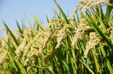 推广水稻机插秧同步侧深施肥技术可减少化肥用量30%
